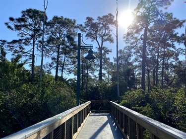 boardwalk leading into forest