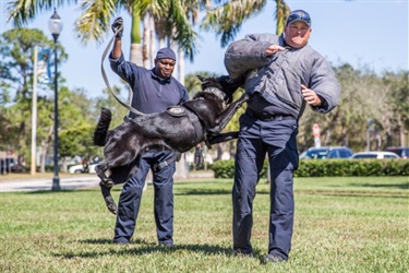 Dog biting officer