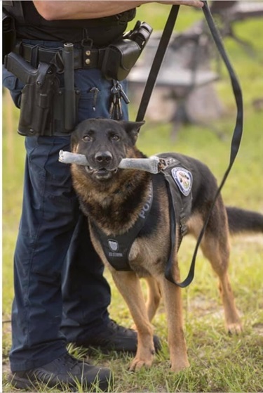 Officer and dog