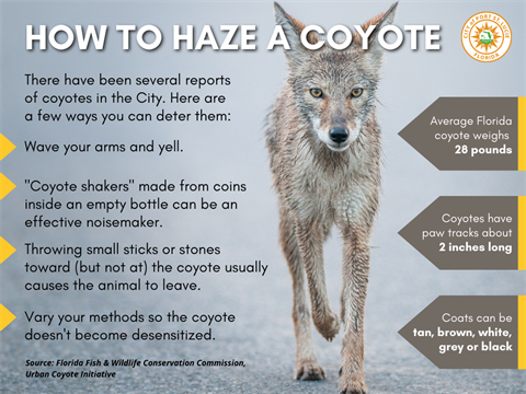 How to Haze Coyote infographic