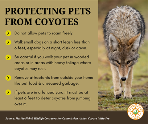 Protecting Pets from Coyotes infographic