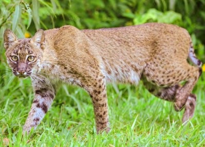 bobcat