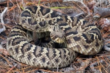 eastern diamond-backed rattle snake