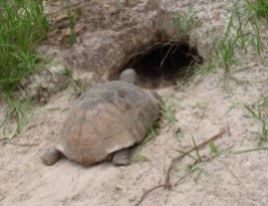 gopher tortoise