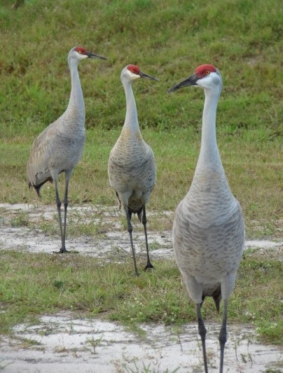 sandhill cranes