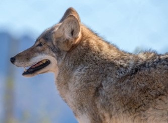 coyote