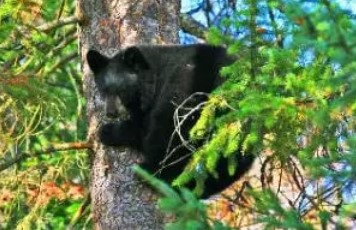 black bear