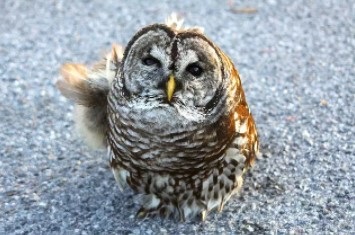 barred owl