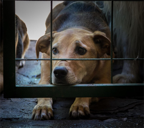 Dogs locked up victims of animal abuse