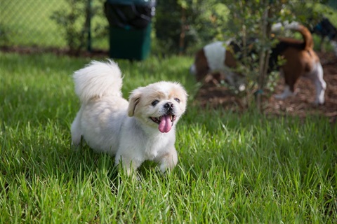 Two dogs standing in grass