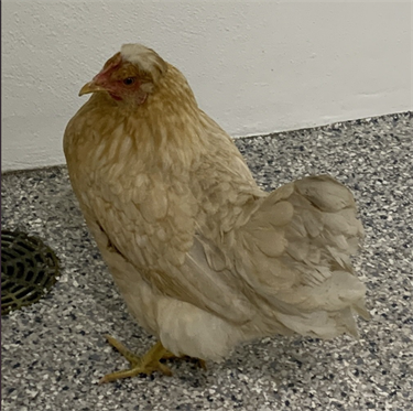 Impound-1266-female-white-and-tan-Chicken.png