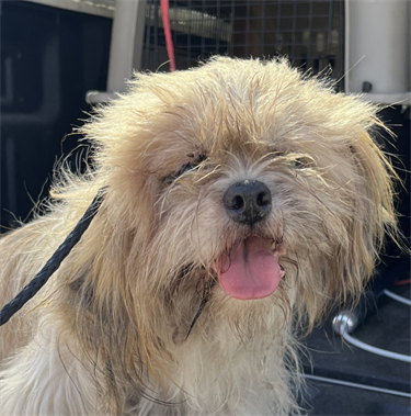 Impound-1271-Female-Brown-and-White-Shih-Tzu.png