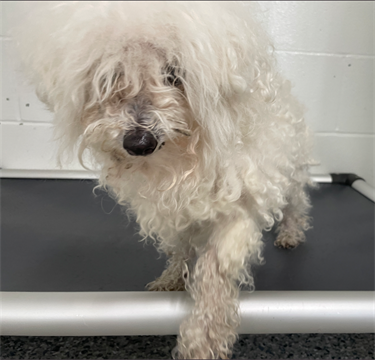 Impound-1289-female-white-Poodle-mix.png