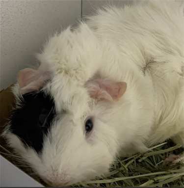 Impound-1487-White-and-Black-Guinea-Pig.png