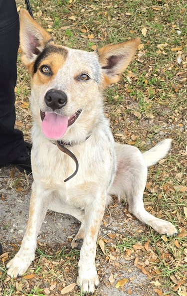 Impound1511-Male-red-heeler.jpg