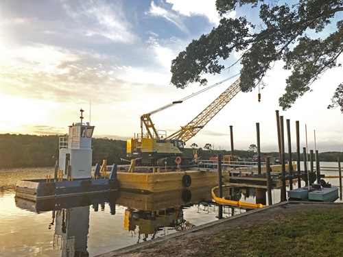 Construction activities adjacent to banyan tree