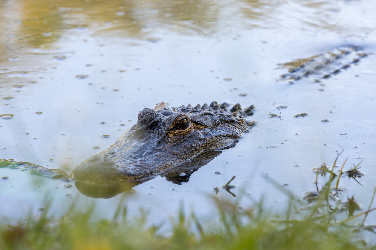 Tom Hooper Park alligator in lake