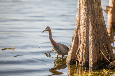 Woodstork Trail Park little blue heron