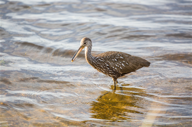 Woodstork Trail Park Limpkin bird