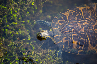 Woodstork Trail Park turtle