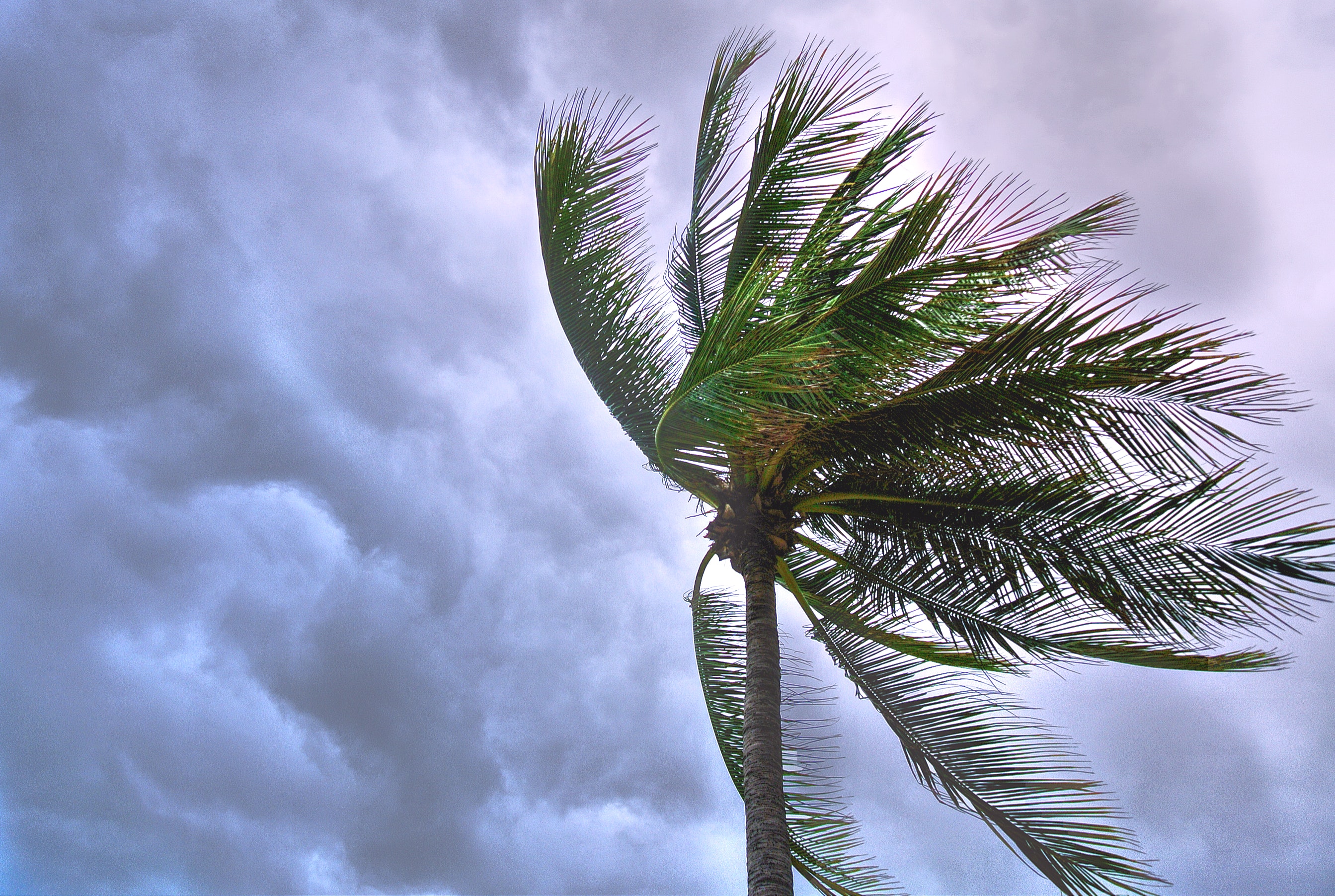 Palm tree in storm weather